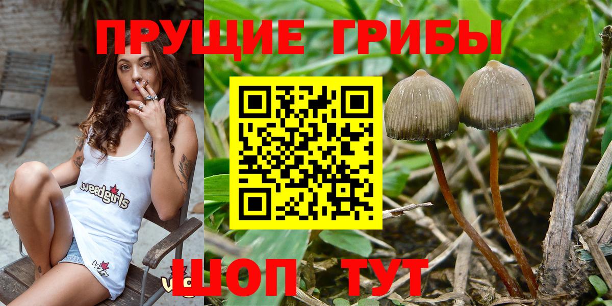 Псилоцибиновые грибы Cubensis Шарыпово