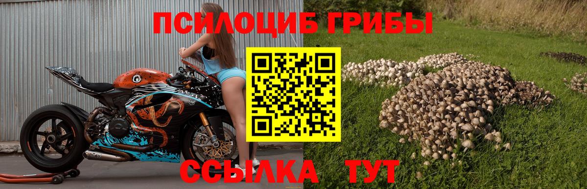 Шарыпово  Псилоцибиновые грибы Psilocybine cubensis  Вход с VPN 